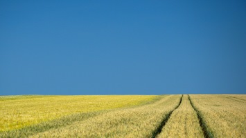 Cornfield Tracks