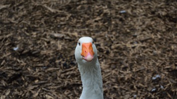 Goose