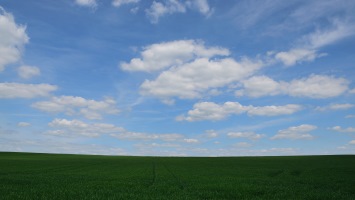Green Cornfield