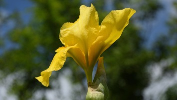Yellow Blossom